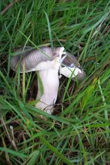 Russula parazurea