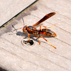 Polistes rubiginosus