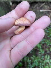 Chroogomphus vinicolor