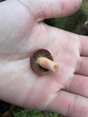 Chroogomphus vinicolor