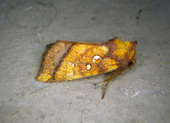 Papaipema leucostigma