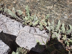 Myriopteris lindheimeri