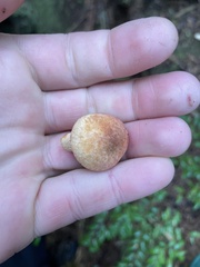 Chroogomphus vinicolor