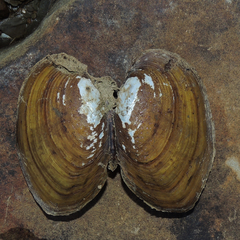 Ortmanniana ligamentina