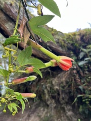Passiflora mixta