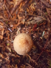 Chroogomphus tomentosus