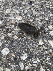 Lethocerus americanus