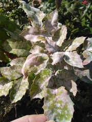 Erysiphe berberidis