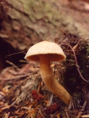 Chroogomphus tomentosus