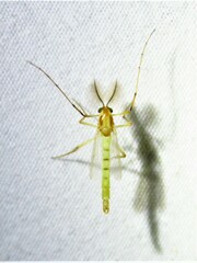 Chironomidae