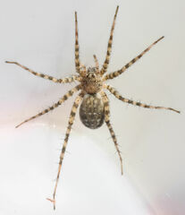 Pardosa mercurialis