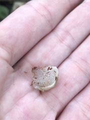 Pseudohydnum gelatinosum