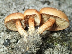 Pholiota
