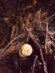 Chroogomphus tomentosus