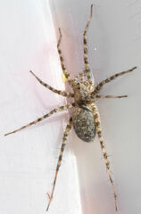Pardosa mercurialis