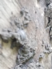 Armadillidium nasatum