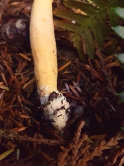 Chroogomphus tomentosus