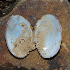 Ortmanniana ligamentina