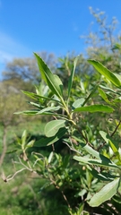 Baccharis salicifolia