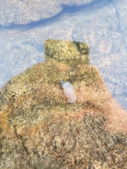 Lymnaea stagnalis