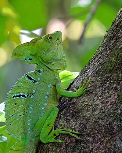 Green Basilisk, Limón Province, Cahuita, Costa Rica, photo 9 of 10