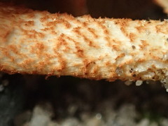 Pholiota