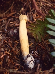 Chroogomphus tomentosus