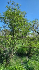 Baccharis salicifolia