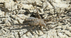 Pardosa mercurialis