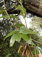 Passiflora mixta