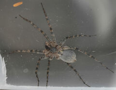 Pardosa mercurialis