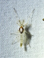 Coelotanypus concinnus