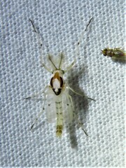 Coelotanypus concinnus