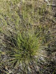 Carex echinata