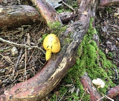 Hygrocybe acutoconica