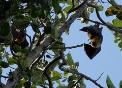 Pteropus seychellensis comorensis