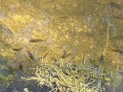 Mayaheros urophthalmus