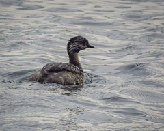 Poliocephalus poliocephalus
