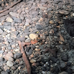 Pacifastacus leniusculus