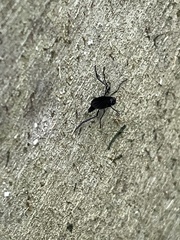 Penthetria heteroptera