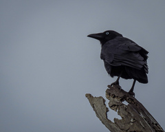 Corvus mellori