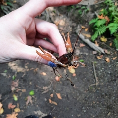 Pacifastacus leniusculus