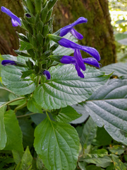 Salvia mexicana