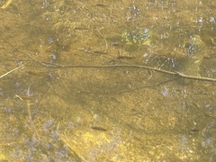 Mayaheros urophthalmus