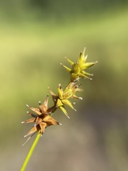Carex echinata