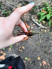 Pacifastacus leniusculus