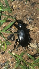 Calosoma marginale
