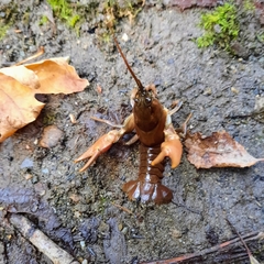 Pacifastacus leniusculus