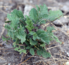 Rhamphospermum nigrum