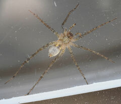 Pardosa milvina